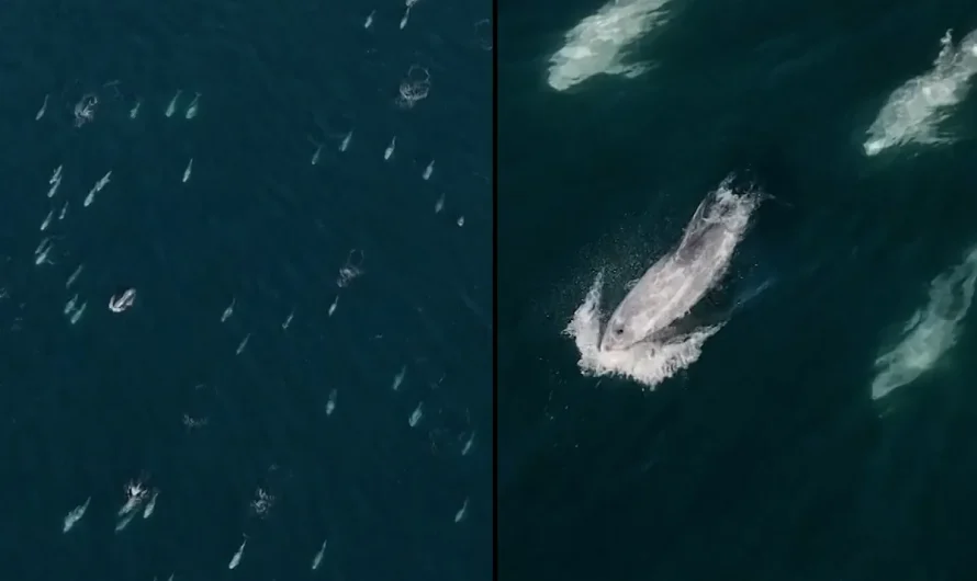 ¡Increíble! Más de 1,500 delfines forman una SÚPER MANADA hoy